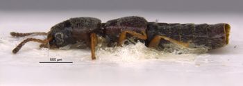 Media type: image;   Entomology 36152 Aspect: habitus lateral